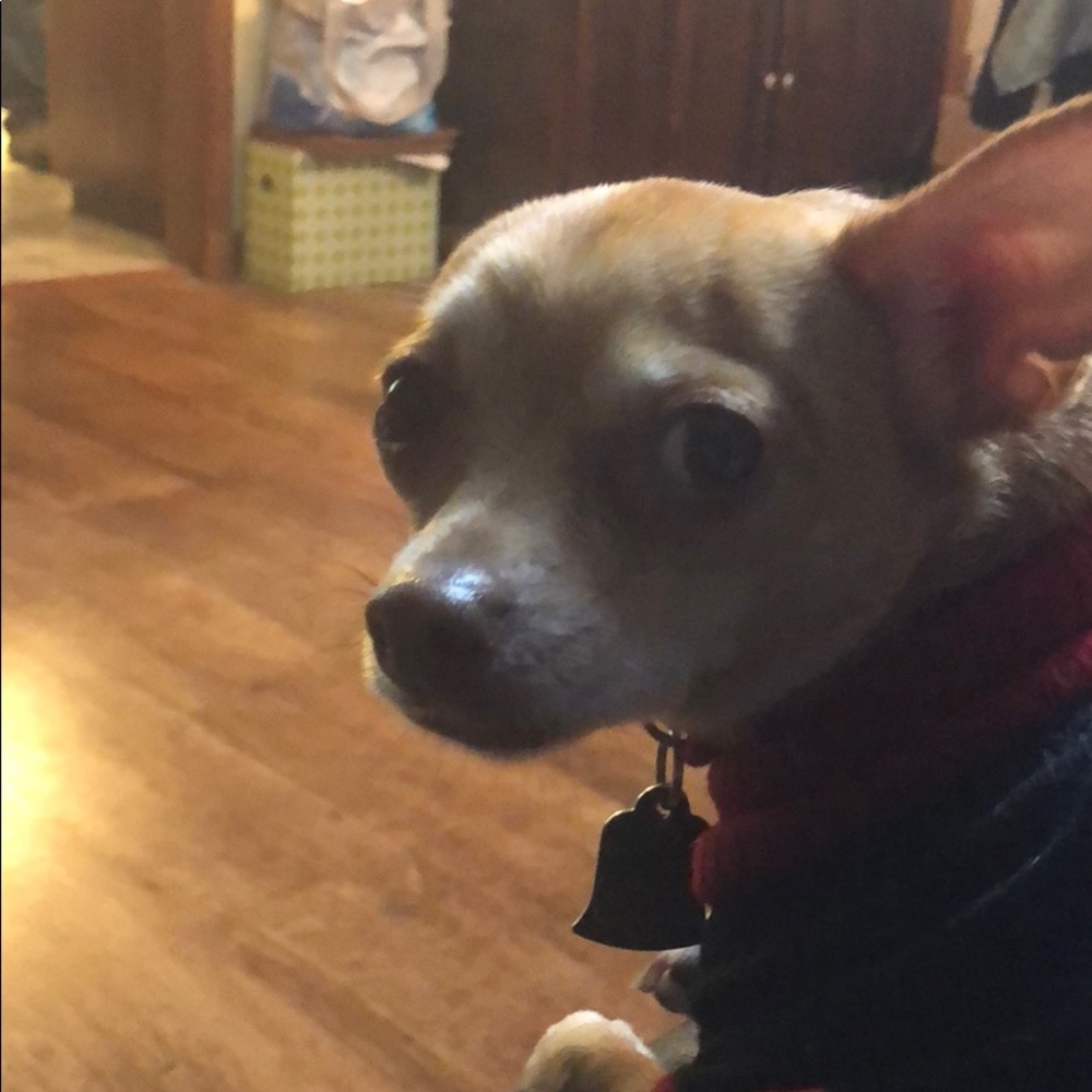 Meet your Posher, Anne